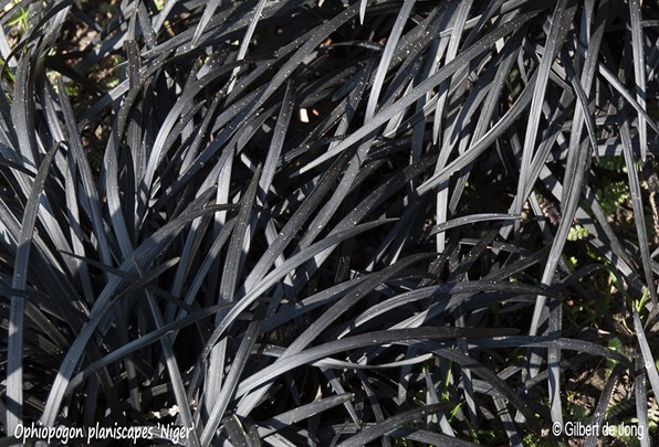 &#169;Gilbert de Jong Ophiopogon planscapes &#39;Niger- Slangenbaard