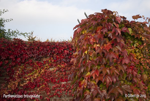 &#169;Gilbert de Jong Parthenocissus tricuspidata - Wilde wingerd herfst