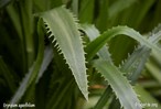 &#169;Gilbert de Jong Eryngium agavifolium - Agaveblad kruisdistel