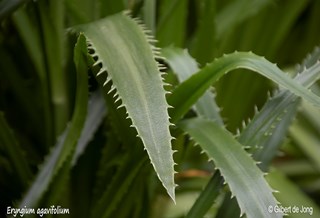 ©Gilbert de Jong Eryngium agavifolium - Agaveblad kruisdistel