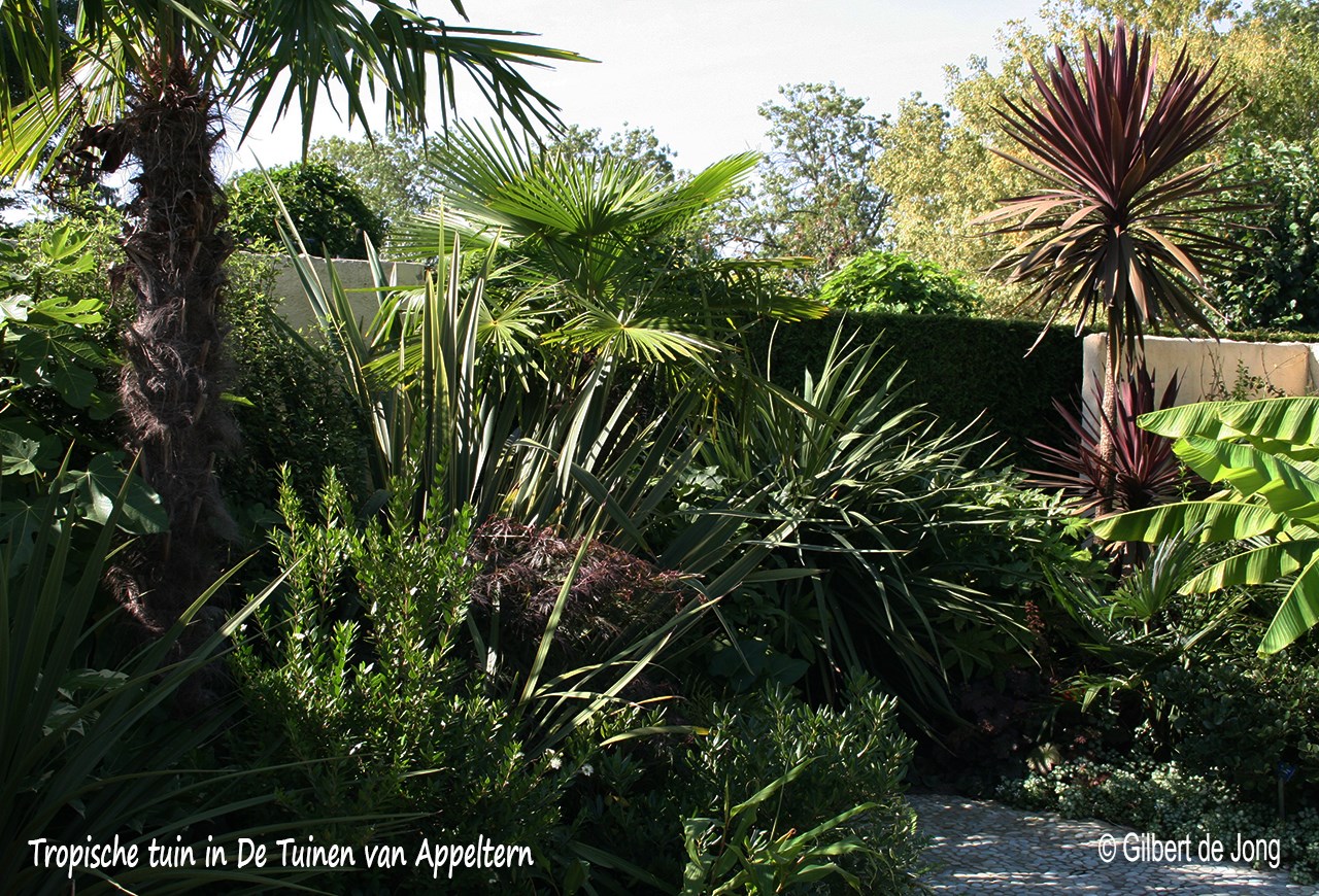 spelen bezig Belastingbetaler Planten voor een Jungletuin - Tuinontwerpervinden.nl