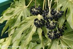 &#169;Gilbert de Jong Fatsia japonica - Vingerplant