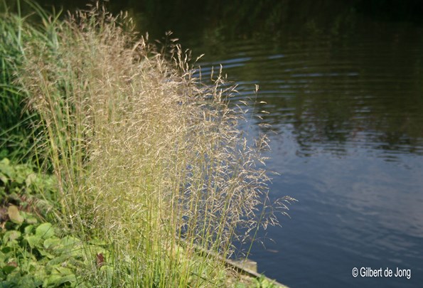 &#169;Gilbert de Jong Deschampsia cespitosa &#39;Goldtau&#39; - Ruwe smele