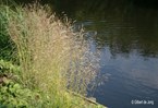 &#169;Gilbert de Jong Deschampsia cespitosa &#39;Goldtau&#39; - Ruwe smele