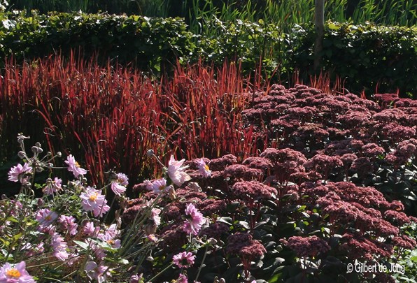 &#169;Gilbert de Jong Imperata cylindrica &#39;Red Baron&#39; - Japans bloedgras