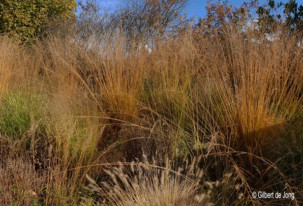 &#169;Gilbert de Jong Siergrassenborder met Molinia en Pennisetum