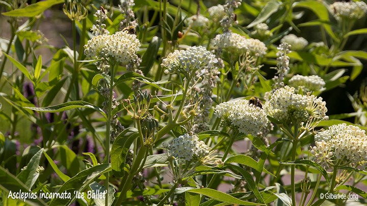 &#169;Gilbert de Jong Asclepias incarnata &#39;Ice Ballet&#39; - Zijdeplant