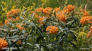 ©Gilbert de Jong Asclepias tuberosa - Knolzijdeplant, Amerikaanse zijdeplant
