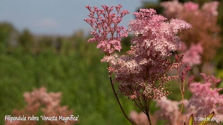 &#169;Gilbert de Jong Filipendula rubra &#39;Venusta Magnifica&#39; - Moerasspirea