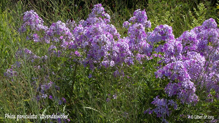 &#169;Gilbert de Jong Phlox paniculata &#39;Lavendelwolke&#39; - Floks, vlambloem