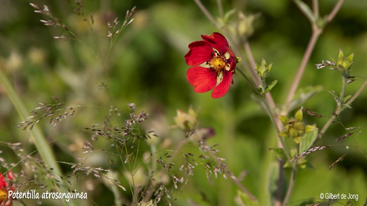 &#169;Gilbert de Jong Potentilla atrosanguinea - Ganzerik