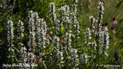 &#169;Gilbert de Jong Stachys officinalis &#39;Wisley White&#39; - Andoorn, betonie