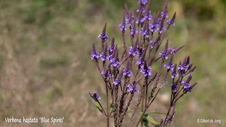 &#169;Gilbert de Jong Verbena hastata &#39;Blue Spires&#39; - IJzerhard