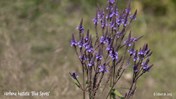 &#169;Gilbert de Jong Verbena hastata &#39;Blue Spires&#39; - IJzerhard