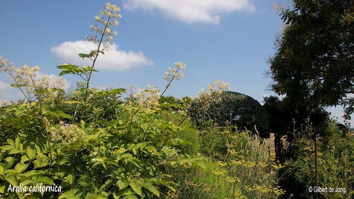 &#169;Gilbert de Jong Aralia californica - Aralia