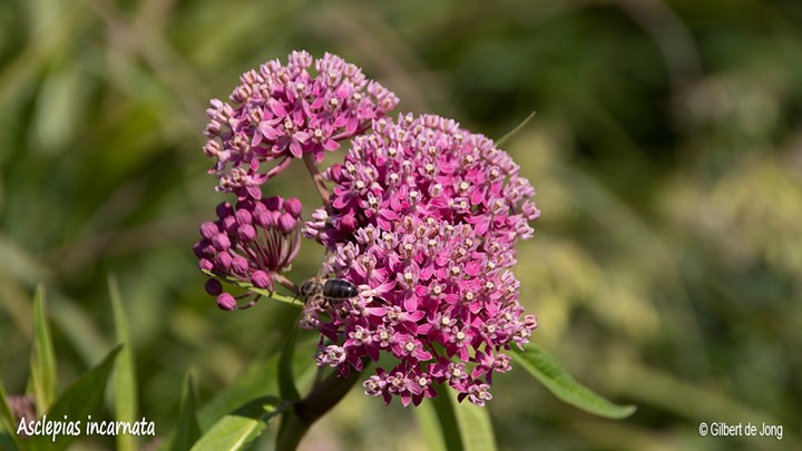 &#169;Gilbert de Jong Asclepias incarnata - Rode zijdeplant