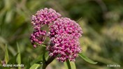 &#169;Gilbert de Jong Asclepias incarnata - Rode zijdeplant