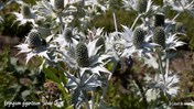 &#169;Gilbert de Jong Eryngium giganteum - Ivoordistel