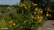 &#169;Gilbert de Jong Inula helenium - Griekse alant