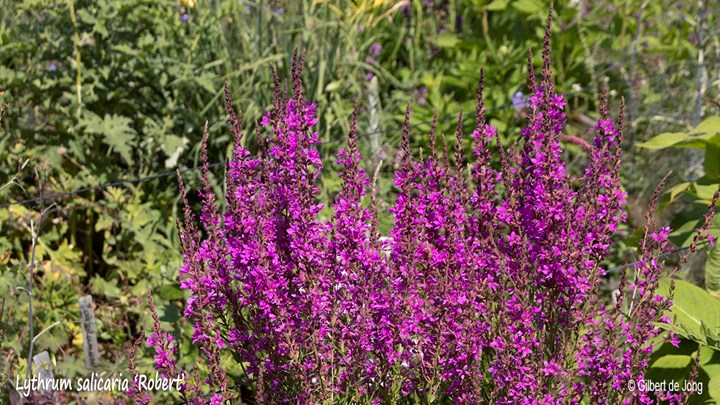 &#169;Gilbert de Jong Lythrum salicaria &#39;Robert&#39; - Grote kattenstaart