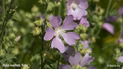 &#169;Gilbert de Jong Malva moschata &#39;Rosea&#39; -Muskuskaasjeskruid