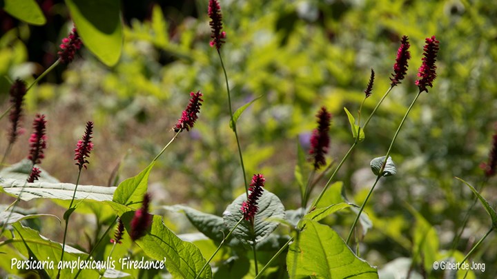 &#169;Gilbert de Jong Persicaria amplexicaulis &#39;Firedance&#39; - Duizendknoop