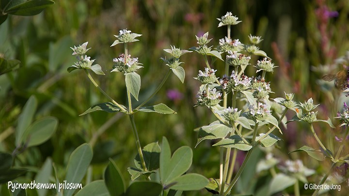 &#169;Gilbert de Jong Pycnanthemum pilosum - Bergmunt