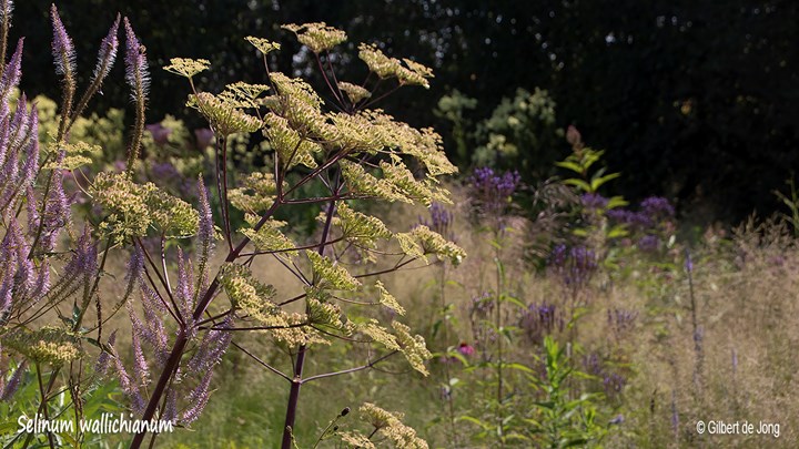 &#169;Gilbert de Jong Selinum wallichianum- Karweiselie