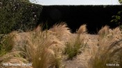 &#169;Gilbert de Jong Stipa tenuissima &#39;Ponytails&#39; - Vedergras