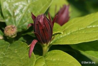 ©Gilbert de Jong Calycanthus floridus 'Purpureus' - Specerijstruik