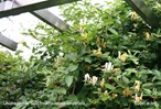 &#169;Gilbert de Jong Lonicera japonica &#39;Hall&#39;s Prolific&#39; - Japanse kamperfoelie