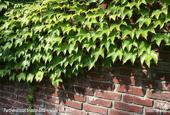 &#169;Gilbert de Jong Parthenocissus tricuspidata - Wilde wingerd