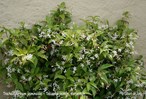 &#169;Gilbert de Jong Trachelospermum jasminoides - Toscaanse jasmijn sterjasmijn