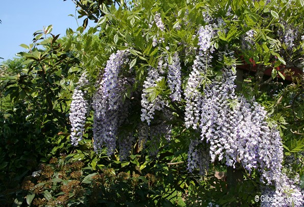 &#169;Gilbert de Jong Wisteria sinensis - Blauwe regen