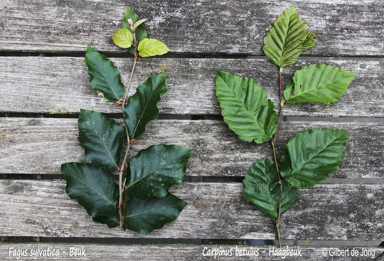 Het verschil tussen beuk en haagbeuk Tuinontwerpervinden.nl TOG