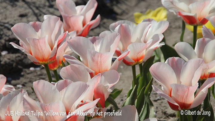 &#169;Gilbert de Jong JUB Holland Tulipa &#39;Willem van den Akker&#39;