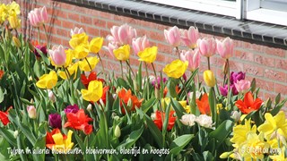 ©Gilbert de Jong JUB Holland tulpen