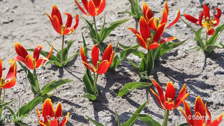 &#169;Gilbert de Jong Tulipa &#39;Duc van Tol&#39;