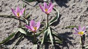 &#169;Gilbert de Jong Tulipa humilis - Botanische tulp