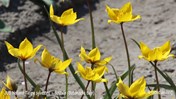 &#169;Gilbert de Jong Tulipa sylvestris - Bostulp