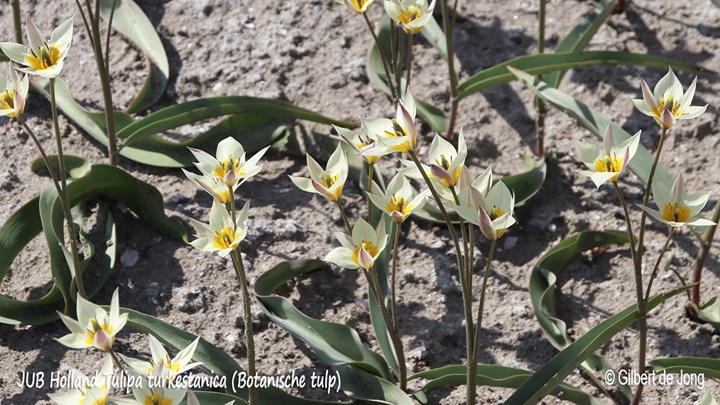 &#169;Gilbert de Jong Tulipa turkestanica