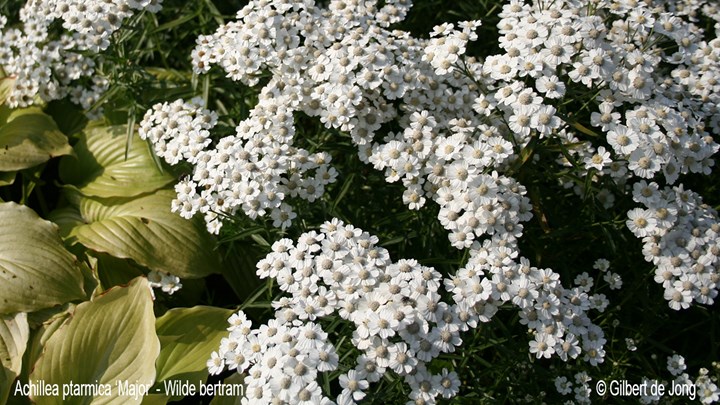 &#169;Gilbert de Jong Achillea ptarmica &#39;Major&#39; - Wilde bertram