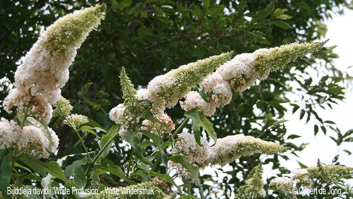 &#169;Gilbert de Jong Buddleja davidii &#39;White Profusion&#39; - Witte vlinderstruik