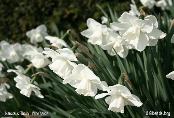 &#169;Gilbert de Jong Narcissus &#39;Thalia &#39;- Witte narcis