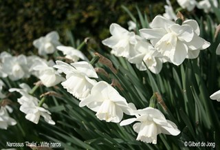 ©Gilbert de Jong Narcissus 'Thalia '- Witte narcis