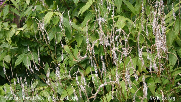 &#169;Gilbert de Jong Persicaria amplexicaulis &#39;Alba&#39; - Duizendknoop