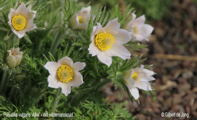 &#169;Gilbert de Jong Pulsatilla vulgaris &#39;Alba&#39; - Wit wildemanskruid