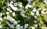 &#169;Gilbert de Jong Viola soraria &#39;Albiflora&#39; - Wit bodembedekkend viooltje