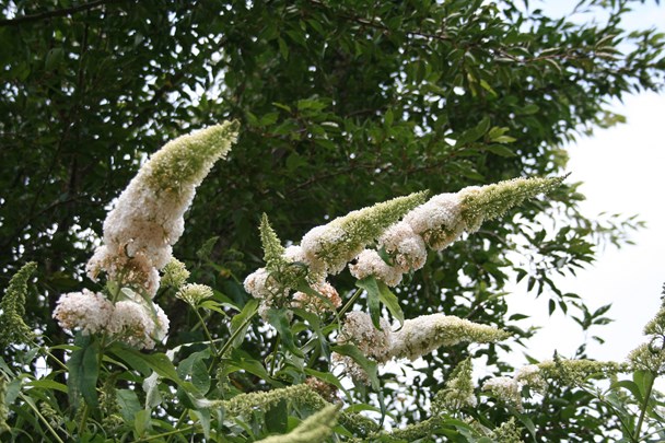 IMG_6698 Buddleja davidii &#39;White Profusion&#39;