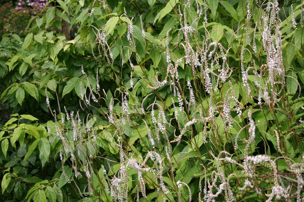 IMG_6886 Persicaria amplexicaulis &#39;Alba&#39;